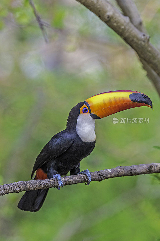 巨嘴鸟(Ramphastos toco)，也被称为常见的巨嘴鸟或巨嘴鸟，是最大的，可能是最有名的巨嘴鸟家族的物种，发现于潘塔纳尔，巴西。